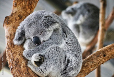 Kolala - koalaicka-spinka