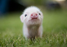 Test květen 2025 - cute-baby-animals-10